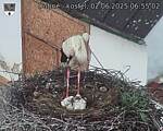 Capi_Dubne_20250602_065502.jpg