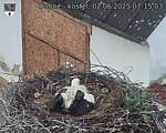 Capi_Dubne_20250602_071503.jpg
