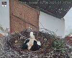 Capi_Dubne_20250602_072004.jpg