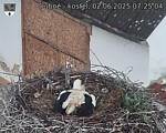 Capi_Dubne_20250602_072504.jpg