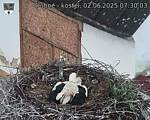 Capi_Dubne_20250602_073003.jpg