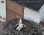 Capi_Dubne_20250602_074003.jpg