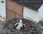 Capi_Dubne_20250602_074503.jpg