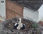Capi_Dubne_20250602_075004.jpg