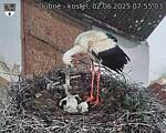 Capi_Dubne_20250602_075503.jpg
