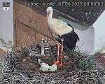 Capi_Dubne_20250602_080003.jpg