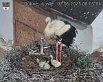 Capi_Dubne_20250602_080504.jpg