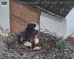 Capi_Dubne_20250602_082503.jpg