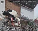 Capi_Dubne_20250602_083002.jpg