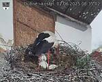 Capi_Dubne_20250602_083502.jpg