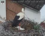 Capi_Dubne_20250602_084503.jpg