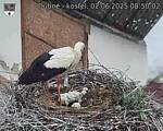 Capi_Dubne_20250602_085002.jpg