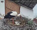 Capi_Dubne_20250602_085503.jpg