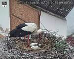 Capi_Dubne_20250602_090003.jpg