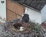 Capi_Dubne_20250602_090504.jpg