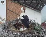 Capi_Dubne_20250602_091003.jpg