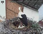 Capi_Dubne_20250602_091503.jpg
