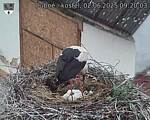 Capi_Dubne_20250602_092003.jpg