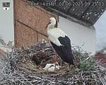 Capi_Dubne_20250602_092503.jpg