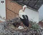 Capi_Dubne_20250602_093003.jpg