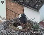 Capi_Dubne_20250602_094003.jpg