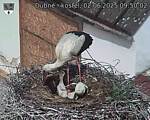 Capi_Dubne_20250602_095002.jpg