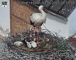 Capi_Dubne_20250602_095504.jpg