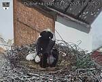 Capi_Dubne_20250602_100003.jpg