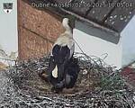 Capi_Dubne_20250602_100504.jpg