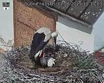 Capi_Dubne_20250602_101003.jpg