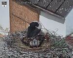 Capi_Dubne_20250602_101503.jpg