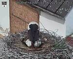 Capi_Dubne_20250602_102003.jpg