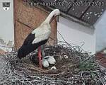 Capi_Dubne_20250602_102503.jpg