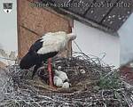 Capi_Dubne_20250602_103002.jpg