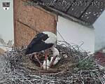 Capi_Dubne_20250602_103503.jpg