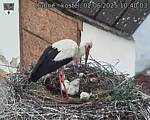 Capi_Dubne_20250602_104003.jpg