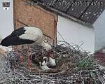 Capi_Dubne_20250602_104503.jpg