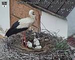 Capi_Dubne_20250602_105004.jpg