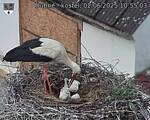 Capi_Dubne_20250602_105503.jpg