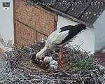 Capi_Dubne_20250602_110003.jpg