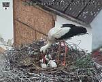 Capi_Dubne_20250602_110504.jpg