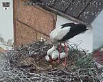 Capi_Dubne_20250602_111004.jpg