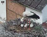 Capi_Dubne_20250602_112003.jpg