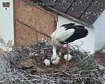 Capi_Dubne_20250602_113003.jpg