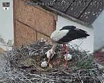 Capi_Dubne_20250602_114003.jpg