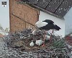 Capi_Dubne_20250602_114503.jpg