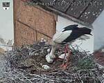 Capi_Dubne_20250602_115004.jpg