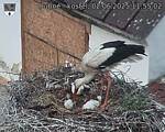 Capi_Dubne_20250602_115502.jpg
