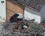 Capi_Dubne_20250602_120503.jpg