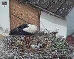 Capi_Dubne_20250602_121004.jpg